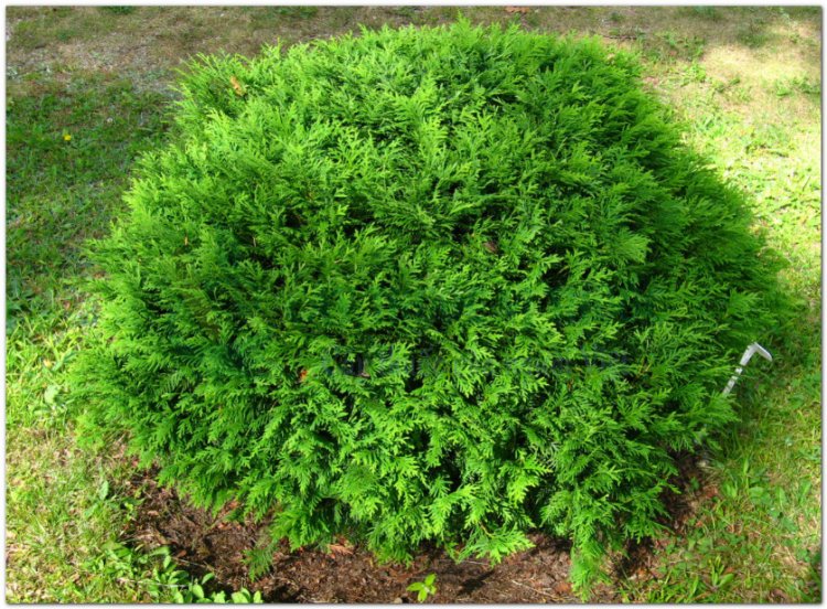 Trắc bách diệp còn gọi là Trắc bá diệp(Thuja orientalis L)