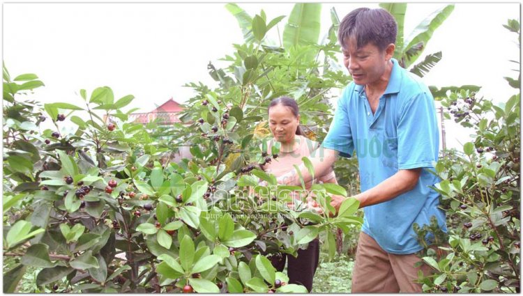 Cherry cây trồng mới đem lại hiệu quả kinh tế cao trên đất Tân Quang, Lục Ngạn, Bắc Giang