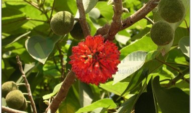 Cây dướng và những bài thuốc chữa bệnh