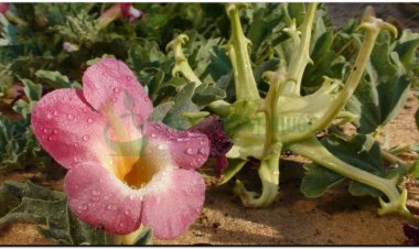 Các công trình nghiên cứu khoa học về tác dụng của cây móng Quỷ