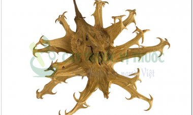 Cây Móng Quỷ (Harpagophytum procumbens)