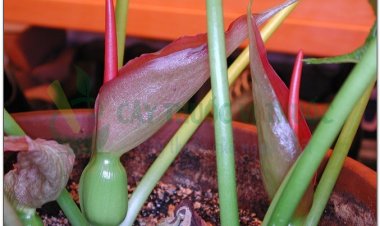 Bán Hạ: Vị thuốc trị ho