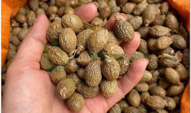 Vị thuốc bàng đại hải và bài thuốc thường dùng