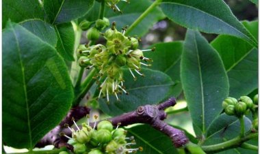 Vị thuốc Hoàng bá và những bài thuốc chữa bệnh