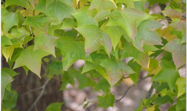 Cây cổ yếm, sau sau, sau trắng, phong hương, bạch giao hương, cây thau cây thuốc có tác dụng gì