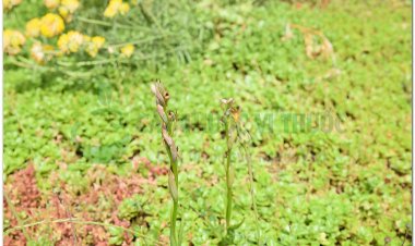 Phát hiện loài lan tưởng đã tuyệt chủng ở Anh