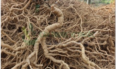 Vị thuốc quý ba kích (Radix Morindae officinalis)