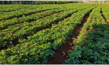 Dành 5.200 tỷ đồng cho Đề án Bảo tồn và phát triển cây dược liệu