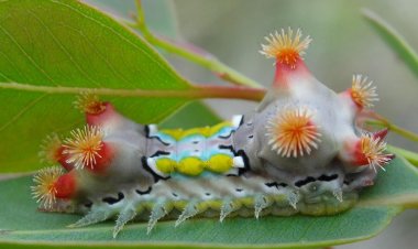 Tìm thấy chất độc trong sâu bướm có tác dụng y học