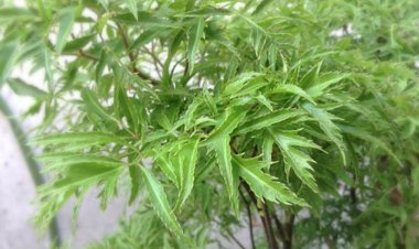 Dược liệu quý cây đinh lăng còn có tên gọi khác là cây gỏi cá hay nam dương sâm