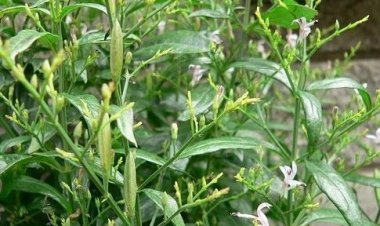 Vị thuốc thảo dược Việt Nam thử nghiệm lâm sàng điều trị cho bệnh nhân Covid-19 có công dụng ra sao?