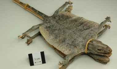 Vị thuốc Tắc kè giúp tăng cường sinh lực