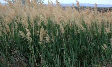 Vị thuốc từ Rễ cây sậy và những bài thuốc chữa bệnh