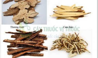 Bài thuốc nam trị trào ngược dạ dày thực quản