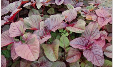 Rau dền tía, Rau dền cơm, Rau dền gai và cách sử dụng rau dền để làm thuốc