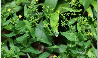 Cây ban lá dính, lưu ký nô, xuyên tâm thảo, thanh thiên, nguyên bảo thảo, cỏ ban (Hypericum sampsonii Hance)