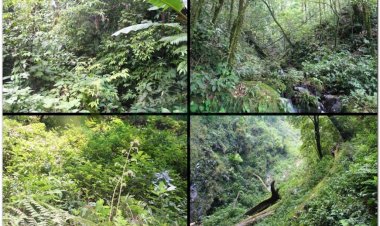 Phát hiện loài tam thất hoang có nguồn gốc như sâm Ngọc Linh có tại Nghệ An, Lai Châu, Hà Giang, Lào Cai