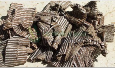 Cách dùng vị thuốc đông y Đỗ trọng để chữa nhiều bệnh bằng 11 bài thuốc từ Đỗ trọng