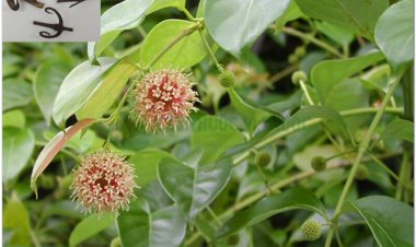 Cây thuốc Câu đằng, gai móc câu, vuốt mèo (Uncaria rhynchophylla)