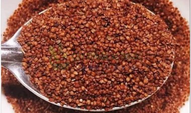 Đình lịch tử (Lepidium apetalum)