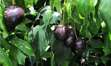 Dự phòng và xử trí ngộ độc quả cây Hồng Trâu (Capparis versicolor Griff)