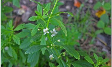 Cam thảo đất (Seoparia dulcis)