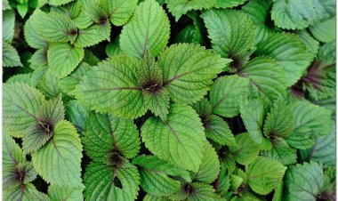 Tía tô kháng khuẩn, kháng virus, chống ung thư