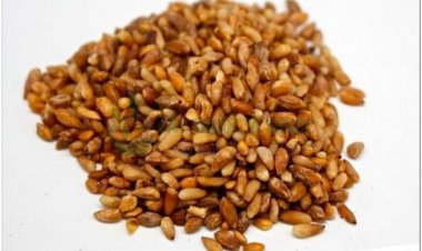 Tác dụng của vị thuốc Hạt Trắc Bách còn gọi Bá Tử Nhân