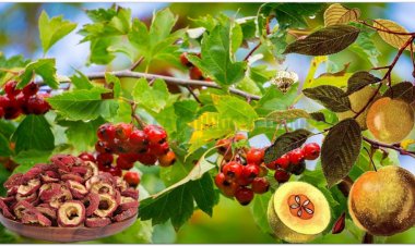 7 vị thuốc đông y nên có sẵn trong tủ thuốc các gia đình