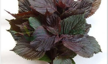 Uống nước lá tía tô có giảm tác dụng phụ khi tiêm phòng vaccine