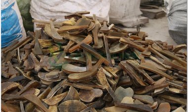 Sừng trâu nước (Bubalus bubalis)