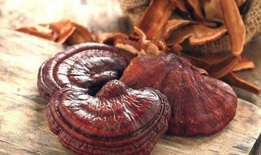 Những cách dùng Nấm linh chi hiệu quả nhiều người dùng