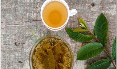 Lá ổi giúp kiểm soát tiểu đường và cholesterol máu