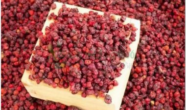 Vị thuốc Ngũ vị tử