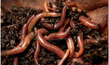 Giun đất trị bệnh gì?