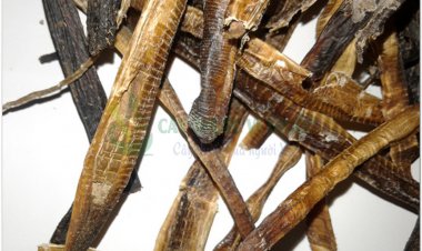 Vị thuốc giun đất(ĐỊA LONG)