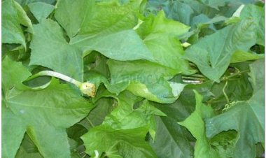 Tác dụng chữa bệnh của lá cây mướp