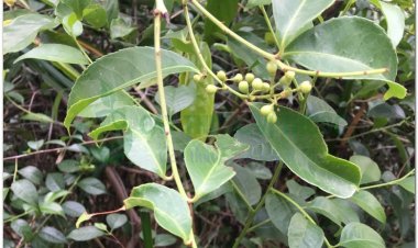 Bài thuốc hỗ trợ điều trị ung thư gan, phổi từ Cây xạ đen