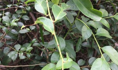 Xạ đen(Celastrus hindsii)