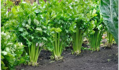 Cần tây trị Cao Huyết Áp, Mất ngủ, Đau nhức, Viêm khớp dạng thấp