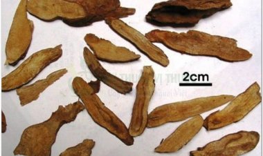 Ô dược và bài thuốc dùng vị thuốc Ô Dược