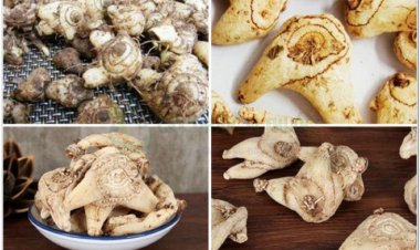 Bạch cập, bạch căn, cam căn, liên cập thảo (Bletilla striata (Thunb.) Reichb)