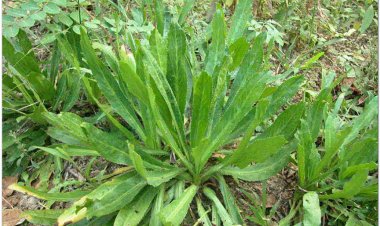 Cây rau mùi tàu có tác dụng gì