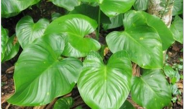 Thiên niên kiện vị thuốc chữa bệnh xương khớp