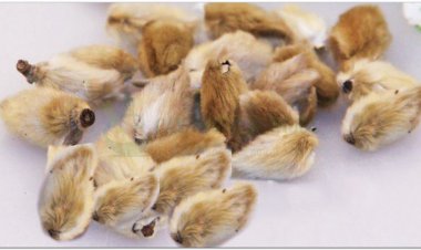 TÂN DI - Magnolia litiflora Desrousseaux