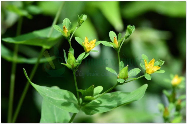 Cây ban lá dính, lưu ký nô, xuyên tâm thảo, thanh thiên, nguyên bảo thảo, cỏ ban (Hypericum sampsonii Hance)