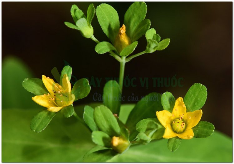 Cây ban lá dính, lưu ký nô, xuyên tâm thảo, thanh thiên, nguyên bảo thảo, cỏ ban (Hypericum sampsonii Hance)