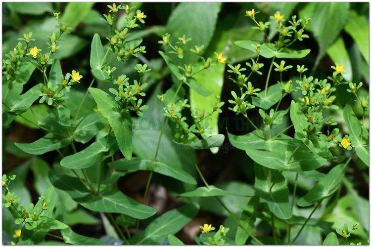 Cây ban lá dính, lưu ký nô, xuyên tâm thảo, thanh thiên, nguyên bảo thảo, cỏ ban (Hypericum sampsonii Hance)