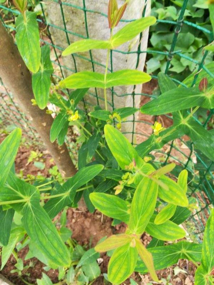 Cây ban lá dính, lưu ký nô, xuyên tâm thảo, thanh thiên, nguyên bảo thảo, cỏ ban (Hypericum sampsonii Hance)