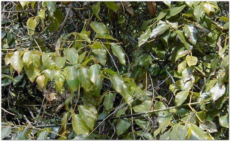 Cây thuốc Câu đằng, gai móc câu, vuốt mèo (Uncaria rhynchophylla)